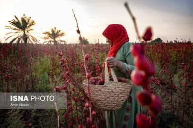 ایران زیباست | برداشت چای ترش