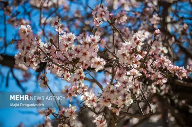 ایران زیباست | بوی بهار در زمستان کویر