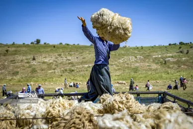 عکس‌های پشم‌چینی گوسفندان عشایر