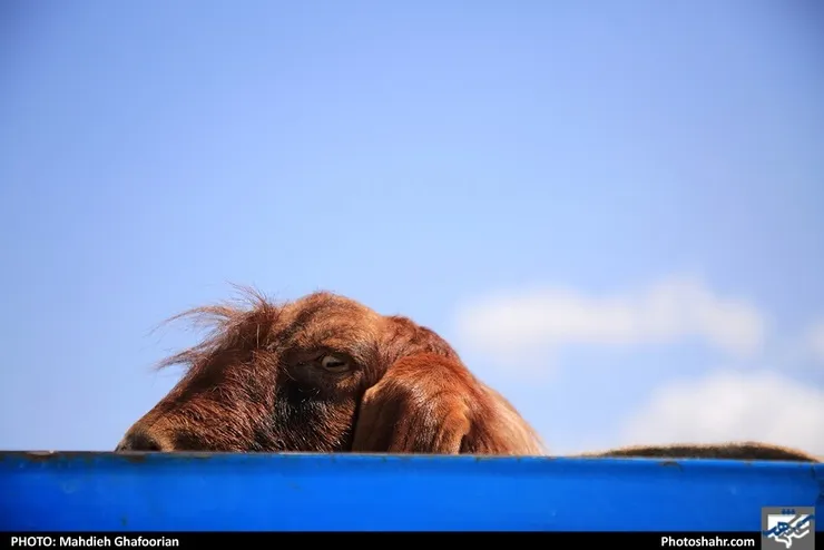 لاشه و آلایش گوشت باید تا ۲۴ ساعت در دمای ۰ تا ۴ درجه قرار بگیرد | شهروندان شیوع بیماری تب کریمه کنگو را جدی بگیرند