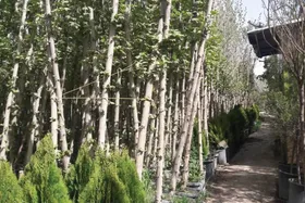 سهم ۴۰&zwnj;میلیونی خراسان&zwnj;رضوی در نهضت تولید نهال