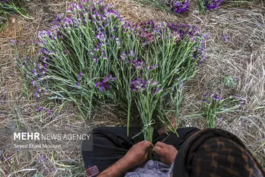 ایران زیباست | برداشت گل در حمیدیه خوزستان
