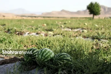 برداشت هندوانه در روستای گلسرا