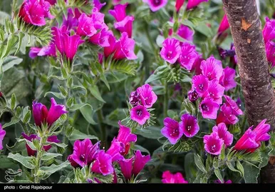 ایران زیباست | برداشت گل گاو زبان در روستای سجیران گیلان