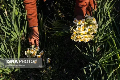 ایران زیباست | مزرعه گل نرگس - گلستان