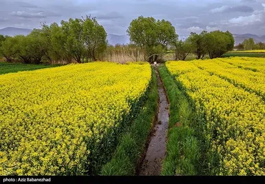 ایران زیباست | کشت کلزا در شهرستان سلسله - لرستان