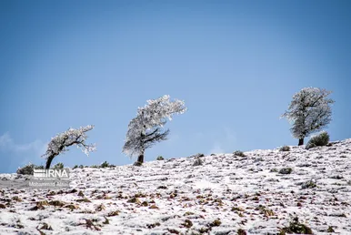 ایران زیباست | گلستان برفی