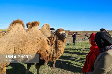مزرعه شتر دوکوهانه در استان اردبیل