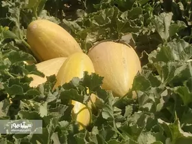 آغاز برداشت خربزه از جالیز&zwnj;های مشهد