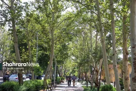 زوال تدریجی درختان چنار&zwnj; خیابان کوهسنگی مشهد