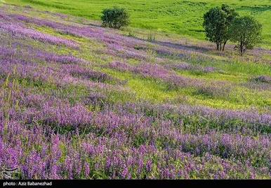 ایران زیباست | دشت گل‌های بنفش در شهرستان خرم آباد