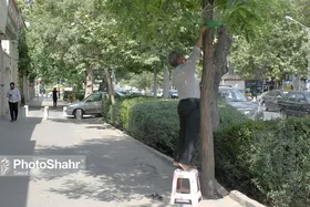 پیش&zwnj;بینی هواشناسی مشهد و خراسان&zwnj;رضوی (جمعه، ۱۱ خرداد ۱۴۰۳) | دمای هوا در مناطق گرمسیر استان به ۴۰ درجه می&zwnj;رسد