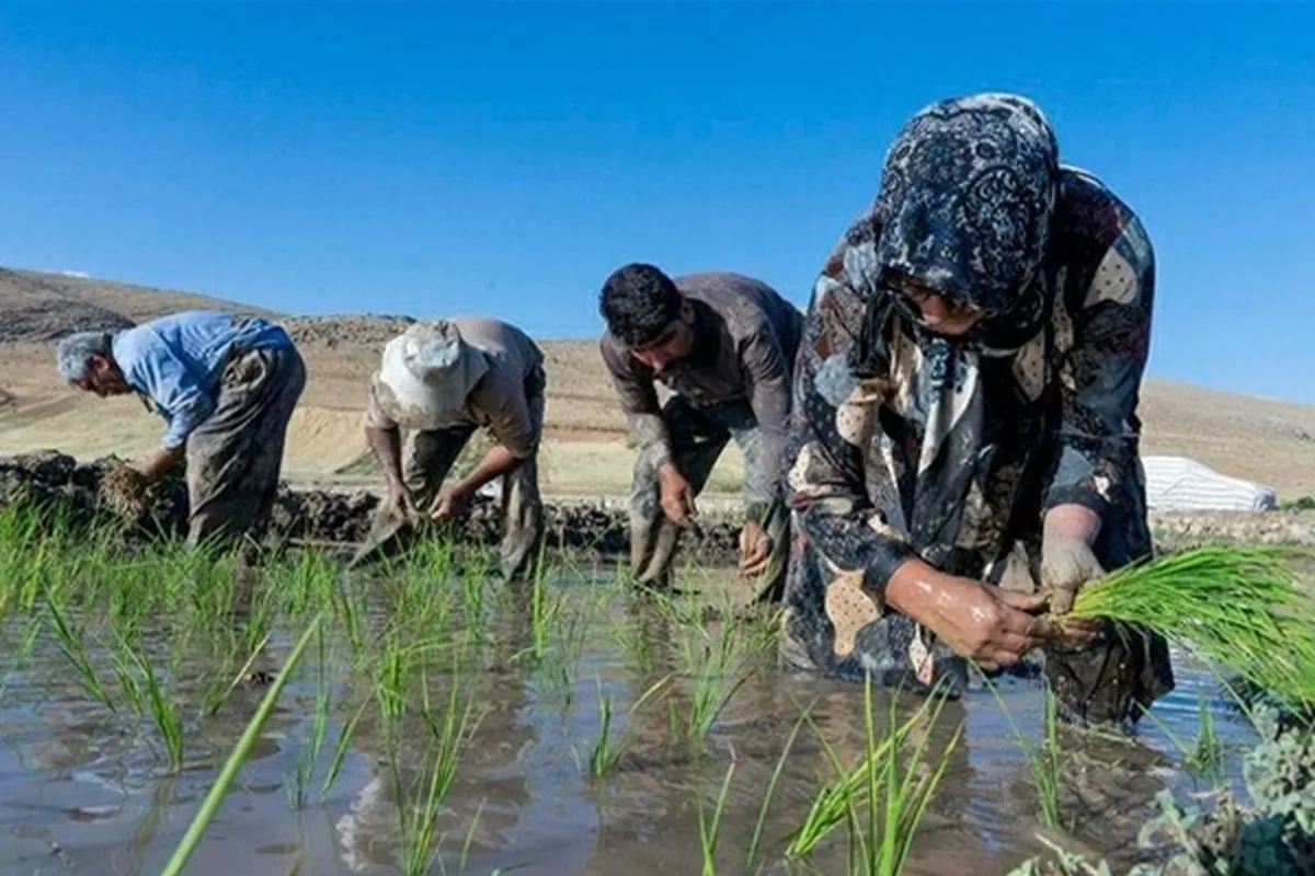 بیماری تب شالیزار چیست؟ | آمار فوت بر اثر تب شالیزار در مازندران تکذیب شد