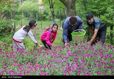 ایران زیباست | برداشت گل گاو زبان در روستای سجیران گیلان