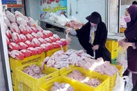 مرغ گران شد | بررسی قیمت امروز گوشت، مرغ و تخم مرغ در مشهد (۳۱ خرداد ۱۴۰۵)