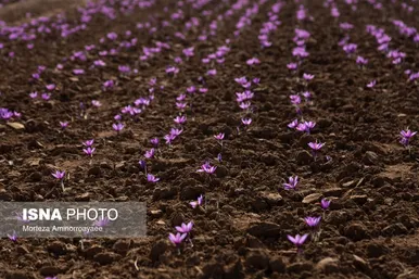 ایران زیباست | طلای سرخ نیشابور