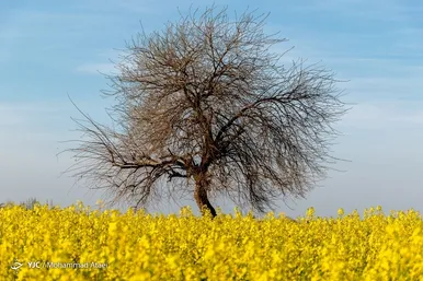 رنگ و بوی شکوفه های بهاری در رامیان گلستان