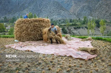 گزارش تصویری | برداشت سنتی برنج در سوادکوه