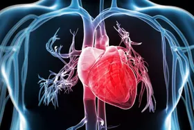 کدام ویتامین ها باعث سلامت قلب می شوند؟