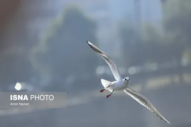 ایران زیباست | پرندگان پل سفید اهواز