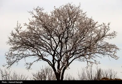 ایران زیباست | طبیعت بهاری ابهر