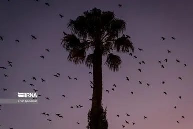 روز جهانی پرندگان مهاجر