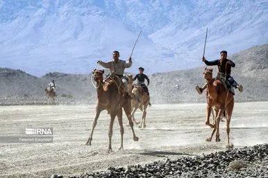 جشنواره شتر طلای بیابان