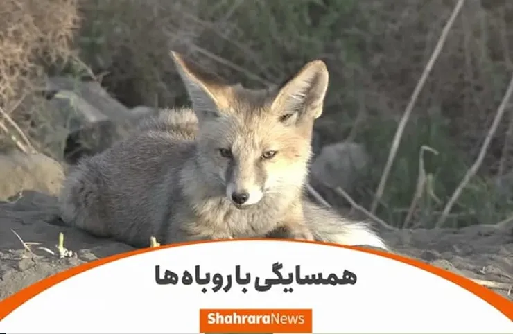 ویدئو | ۲۵ سال همزیستی اجباری با روباه‌ها