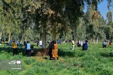 ایران زیباست | نرگسِ «بِهبهان»