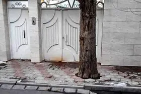 درباره دردسر&zwnj;های وجود درخت مقابل در پارکینگ منازل مسکونی مشهد