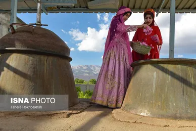 ایران زیباست | جشنواره گل و گلابگیری میمند در استان فارس