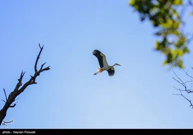 ایران زیباست | لک لک های دشت بیلو - کردستان