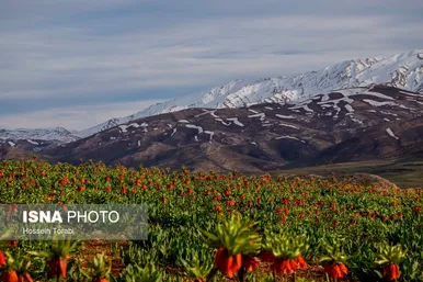 ایران زیباست | دشت لاله‌های واژگون کوهرنگ