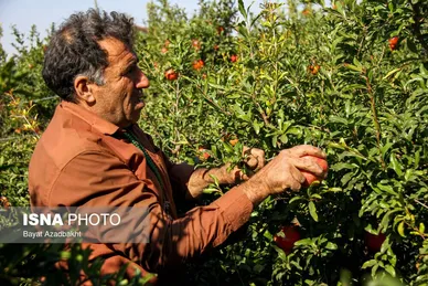 ایران زیباست | انارستان تنگ سیاب (کوهدشت)