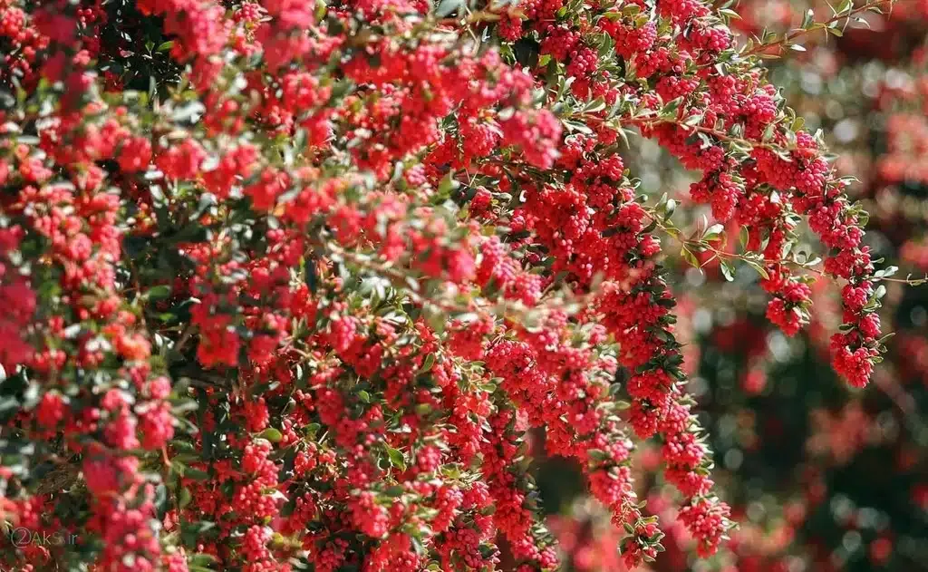 زرشک 
خواص میوه 