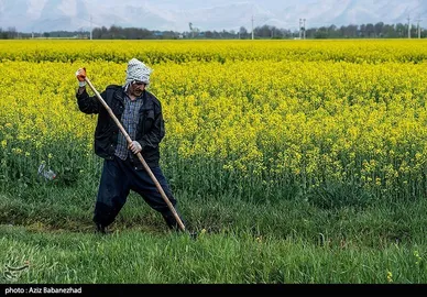 ایران زیباست | کشت کلزا در شهرستان سلسله - لرستان
