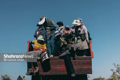 گزارش تصویری | برداشت پسته از باغات نیشابور