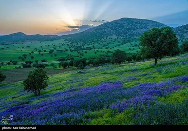 ایران زیباست | دشت گل‌های بنفش در شهرستان خرم آباد