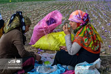 ایران زیباست | برداشت طلای سرخ در خراسان جنوبی
