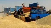 شگرد جدید دلالان برای سرکیسه کردن کشاورزان
