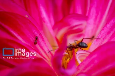 عکس‌هایی از دنیای شگفت انگیز حشرات