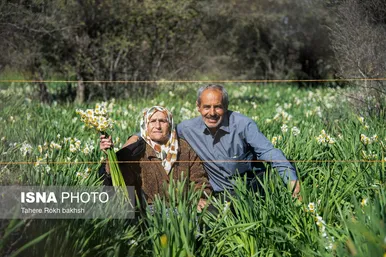 گزارش تصویری | هشتمین جشنواره گل نرگس - کازرون