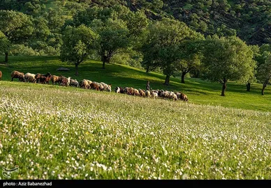 ایران زیباست | طبیعت بهاری منطقه دره اناران سپیدشت خرم آباد