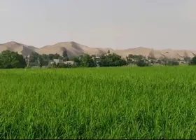 ویدئو | ۱۸۰ دقیقه از مشهد تا شالیزار