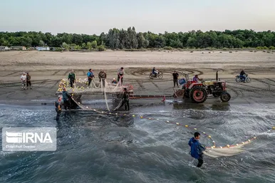 فصل صید ماهی استخوانی در شمال
