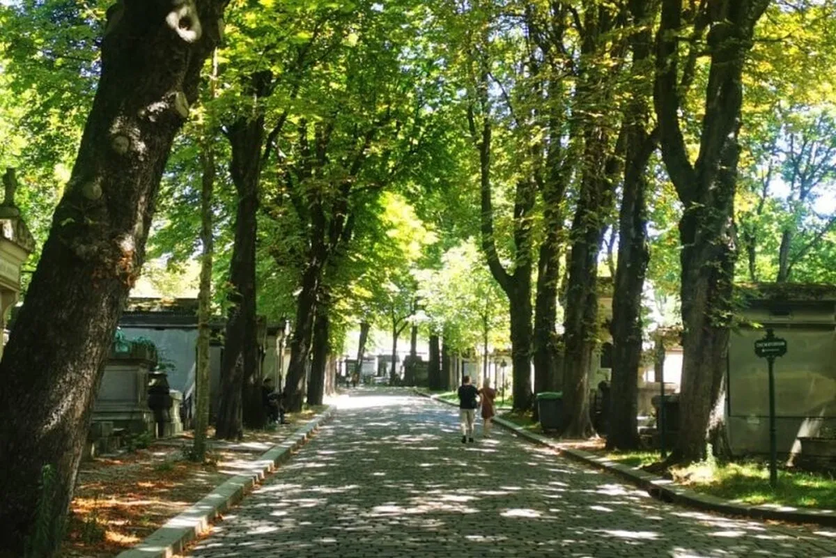 لزوم بازنگری در سیاست‌های فضای سبز شهر‌ها | بیش از ۶۰ درصد گونه‌های درختان در معرض خطر نابودی قرار دارد
