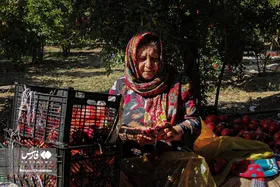 ایران زیباست | برداشت انار در فیروزکوه