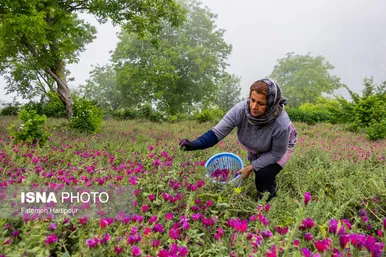 ایران زیباست | برداشت گل‌گاوزبان در روستای «آغوزبن» کندسر