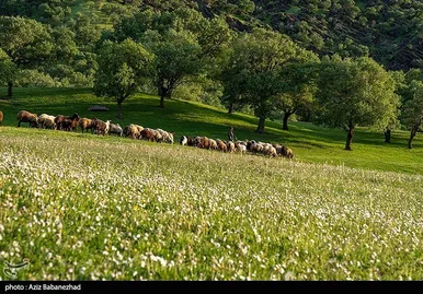 ایران زیباست | طبیعت بهاری منطقه دره اناران سپیدشت خرم آباد
