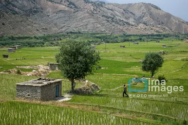 ایران زیباست | کشت پلکانی شالی